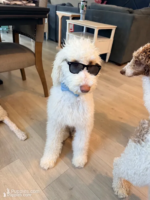 Gus Gus – Poodle - Standard  puppy for sale in Lancaster, CA