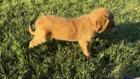 Olive collar, a female Goldendoodle for sale in St. Louis, MO – 2 of 3