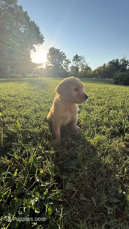 Light green collar  – Goldendoodle puppy for sale in St. Louis, MO