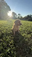 Light green collar , a female Goldendoodle for sale in St. Louis, MO – 1 of 3
