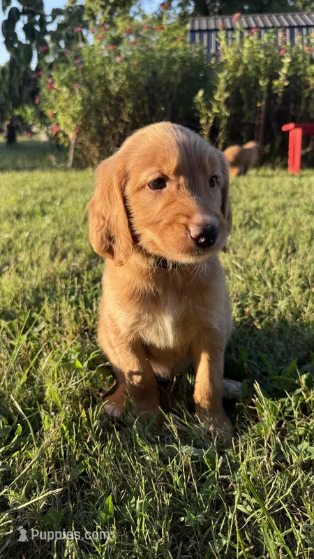 Olive collar – Goldendoodle puppy for sale in St. Louis, MO