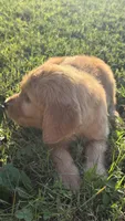 Light green collar , a female Goldendoodle for sale in St. Louis, MO – 3 of 3