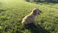 Purple collar , a female Goldendoodle for sale in St. Louis, MO – 3 of 3