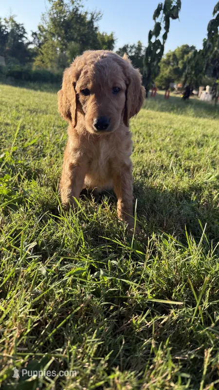 Black collar – Goldendoodle puppy for sale in St. Louis, MO