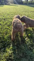 Black collar, a male Goldendoodle for sale in St. Louis, MO – 4 of 4