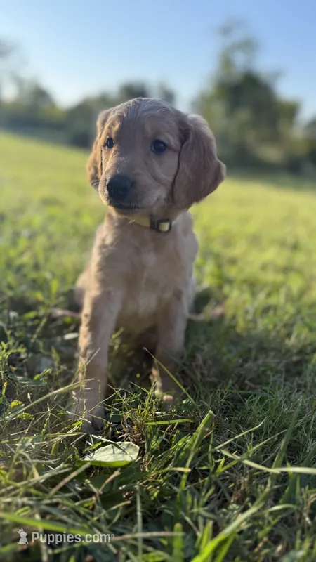 Yellow collar  – Goldendoodle puppy for sale in St. Louis, MO