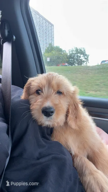 Light green collar  – Goldendoodle puppy for sale in East Carondelet, IL