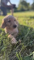 Yellow collar , a female Goldendoodle for sale in St. Louis, MO – 3 of 3