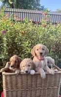 Purple collar , a female Goldendoodle for sale in St. Louis, MO – 2 of 3