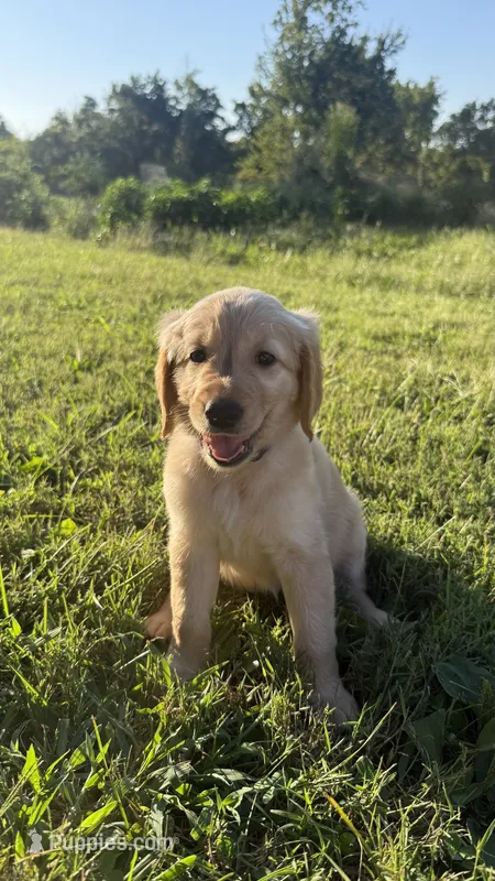 Purple collar  – Goldendoodle puppy for sale in St. Louis, MO