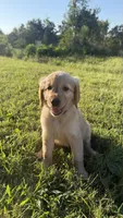 Purple collar , a female Goldendoodle for sale in St. Louis, MO – 1 of 3