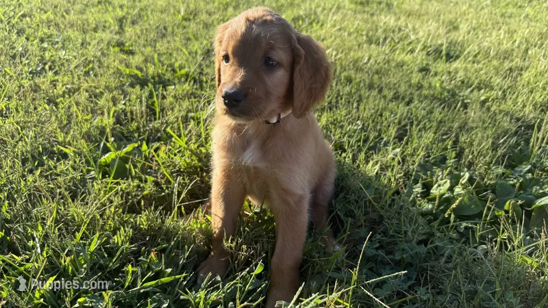 White collar  – Goldendoodle puppy for sale in St. Louis, MO