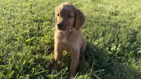 White collar , a female Goldendoodle for sale in St. Louis, MO – 1 of 3