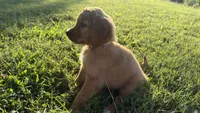 White collar , a female Goldendoodle for sale in St. Louis, MO – 3 of 3