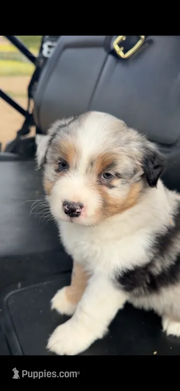Bonnie – Australian Shepherd puppy for sale in Atascadero, CA