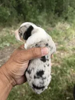 Reba, a female Australian Shepherd for sale in Atascadero, CA – Photo 2 of 2