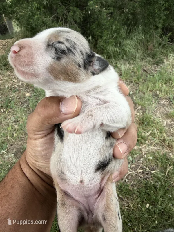 Reba – Australian Shepherd puppy for sale in Atascadero, CA