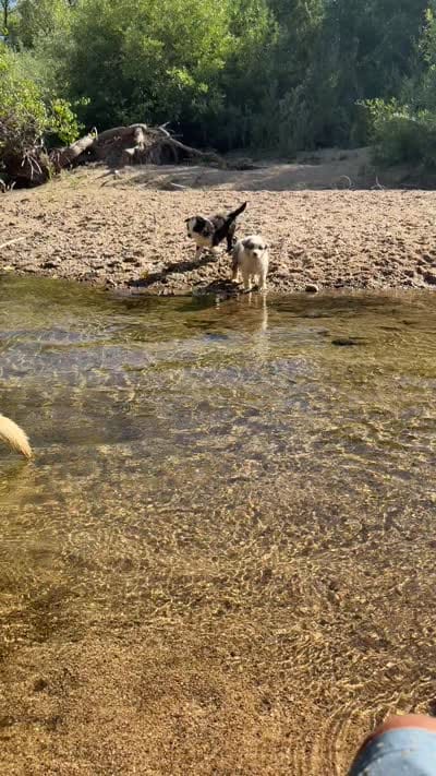 Hank, a male Australian Shepherd for sale in Atascadero, CA – 3 of 7