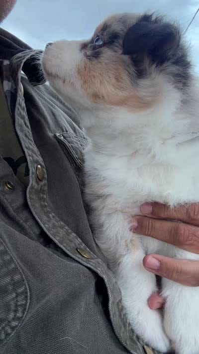 Reba, a female Australian Shepherd for sale in Atascadero, CA – 3 of 7