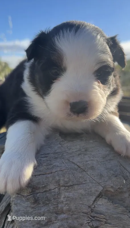 Hank – Australian Shepherd puppy for sale in Atascadero, CA