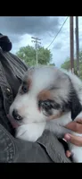 Reba, a female Australian Shepherd for sale in Atascadero, CA – 2 of 7