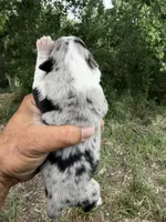 Bonnie, a female Australian Shepherd for sale in Atascadero, CA – Photo 2 of 2