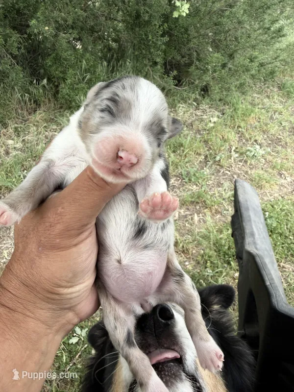 Bonnie – Australian Shepherd puppy for sale in Atascadero, CA
