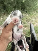 Bonnie, a female Australian Shepherd for sale in Atascadero, CA – Photo 1 of 2