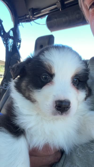 Hank, a male Australian Shepherd for sale in Atascadero, CA – 5 of 7