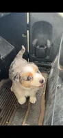 Reba, a female Australian Shepherd for sale in Atascadero, CA – 4 of 7