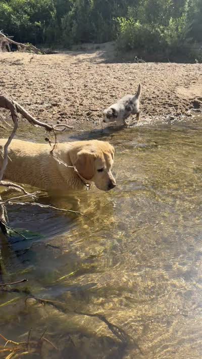 Reba, a female Australian Shepherd for sale in Atascadero, CA – 5 of 7