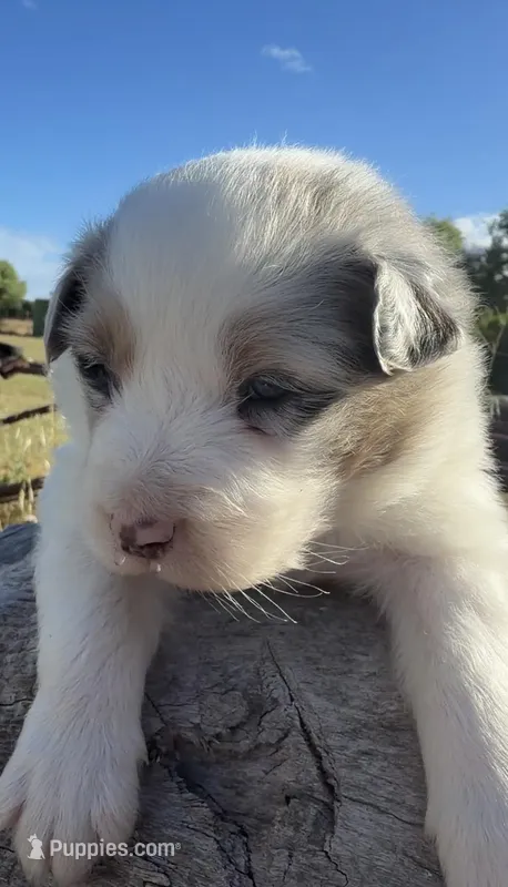 Willie – Australian Shepherd puppy for sale in Atascadero, CA