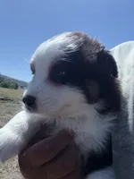 Hank, a male Australian Shepherd for sale in Atascadero, CA – 2 of 7