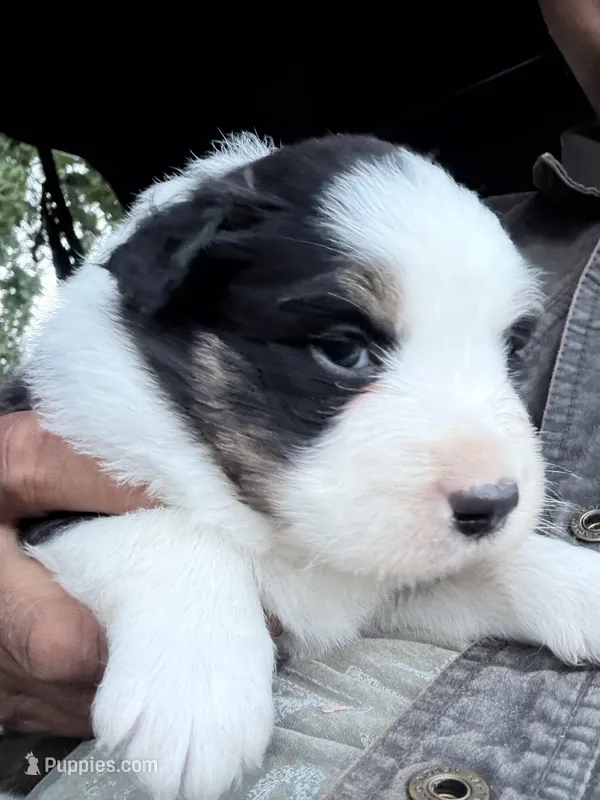 Hank – Australian Shepherd puppy for sale in Atascadero, CA