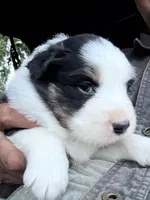 Hank, a male Australian Shepherd for sale in Atascadero, CA – 6 of 7