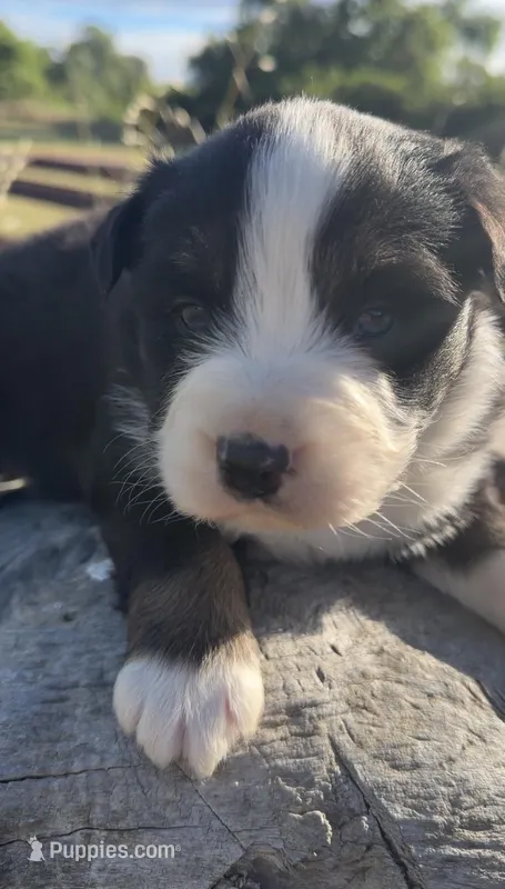 Waylon – Australian Shepherd puppy for sale in Atascadero, CA