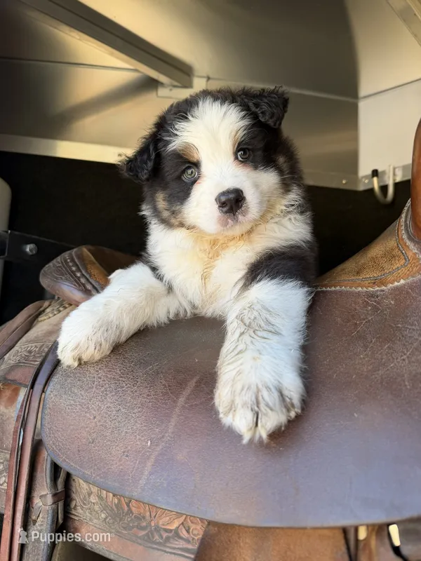 Hank – Australian Shepherd puppy for sale in Atascadero, CA