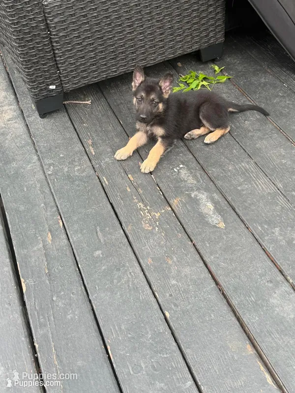 Tiny Diamond  – German Shepherd Dog puppy for sale in Dallas, TX