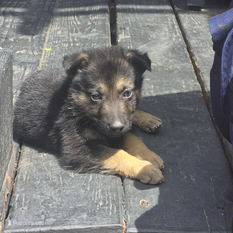 Tiny Diamond  – German Shepherd Dog puppy for sale in Dallas, TX