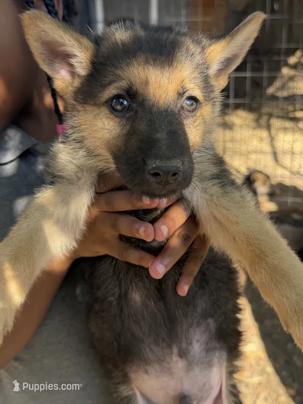 P. Diddy – German Shepherd Dog puppy for sale in Dallas, TX