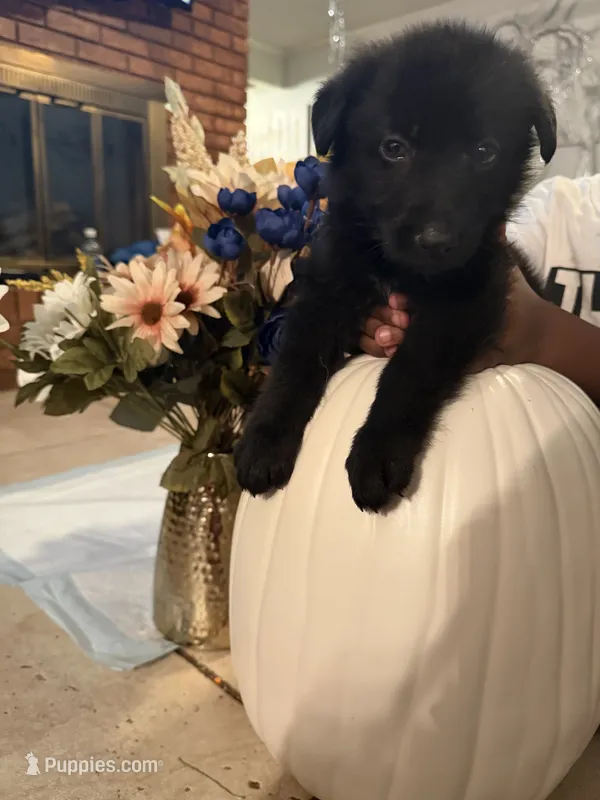 Kodak  – German Shepherd Dog puppy for sale in Dallas, TX