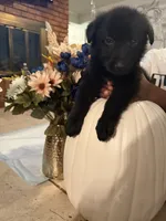 Kodak , a male German Shepherd Dog for sale in Dallas, TX – 1 of 2