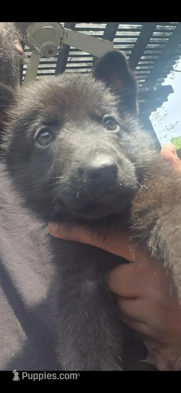 Bear – German Shepherd Dog puppy for sale in Dallas, TX