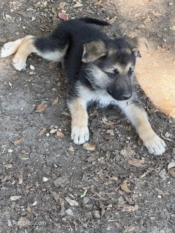 Mya – German Shepherd Dog puppy for sale in Dallas, TX