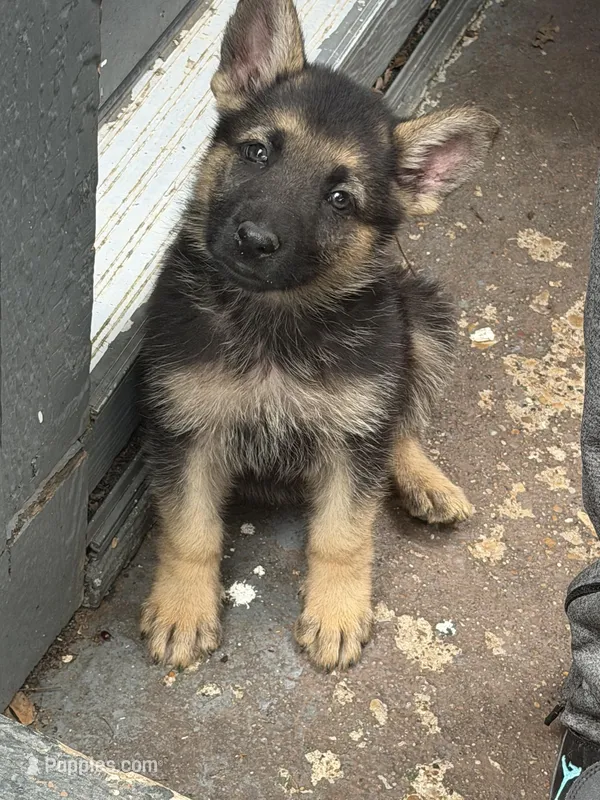 Khalil – German Shepherd Dog puppy for sale in Dallas, TX