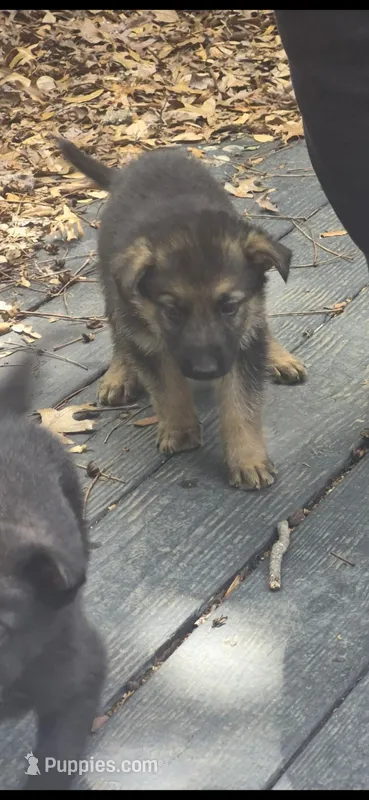 Khalil – German Shepherd Dog puppy for sale in Dallas, TX