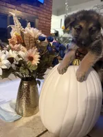 Mya, a female German Shepherd Dog for sale in Dallas, TX – 2 of 2