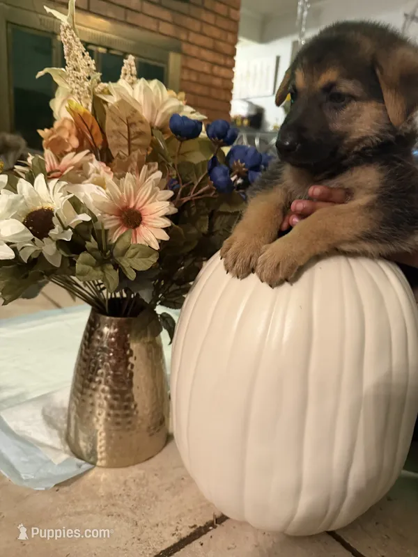 Lizzo – German Shepherd Dog puppy for sale in Dallas, TX