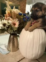 Lizzo, a female German Shepherd Dog for sale in Dallas, TX – 1 of 2