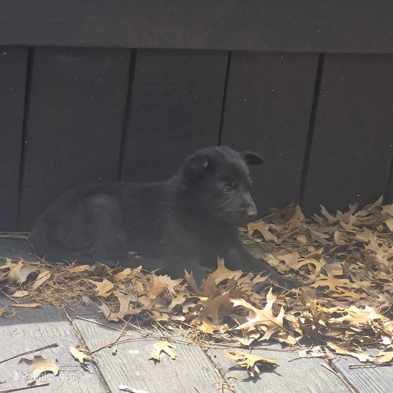 Sheba – German Shepherd Dog puppy for sale in Dallas, TX